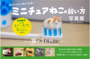 累計11万セット突破!猫カフェMOCHA「にゃんずトレカ」新作は”いちご 累計11万セット突破!猫カフェMOCHA「にゃんずトレカ」新作は”いちご