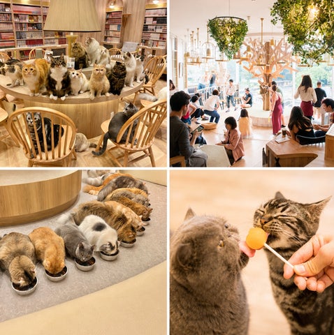 国内外40店舗・850匹以上が参加!推し猫を応援する秋の大イベント 国内外40店舗・850匹以上が参加!推し猫を応援する秋の大イベント