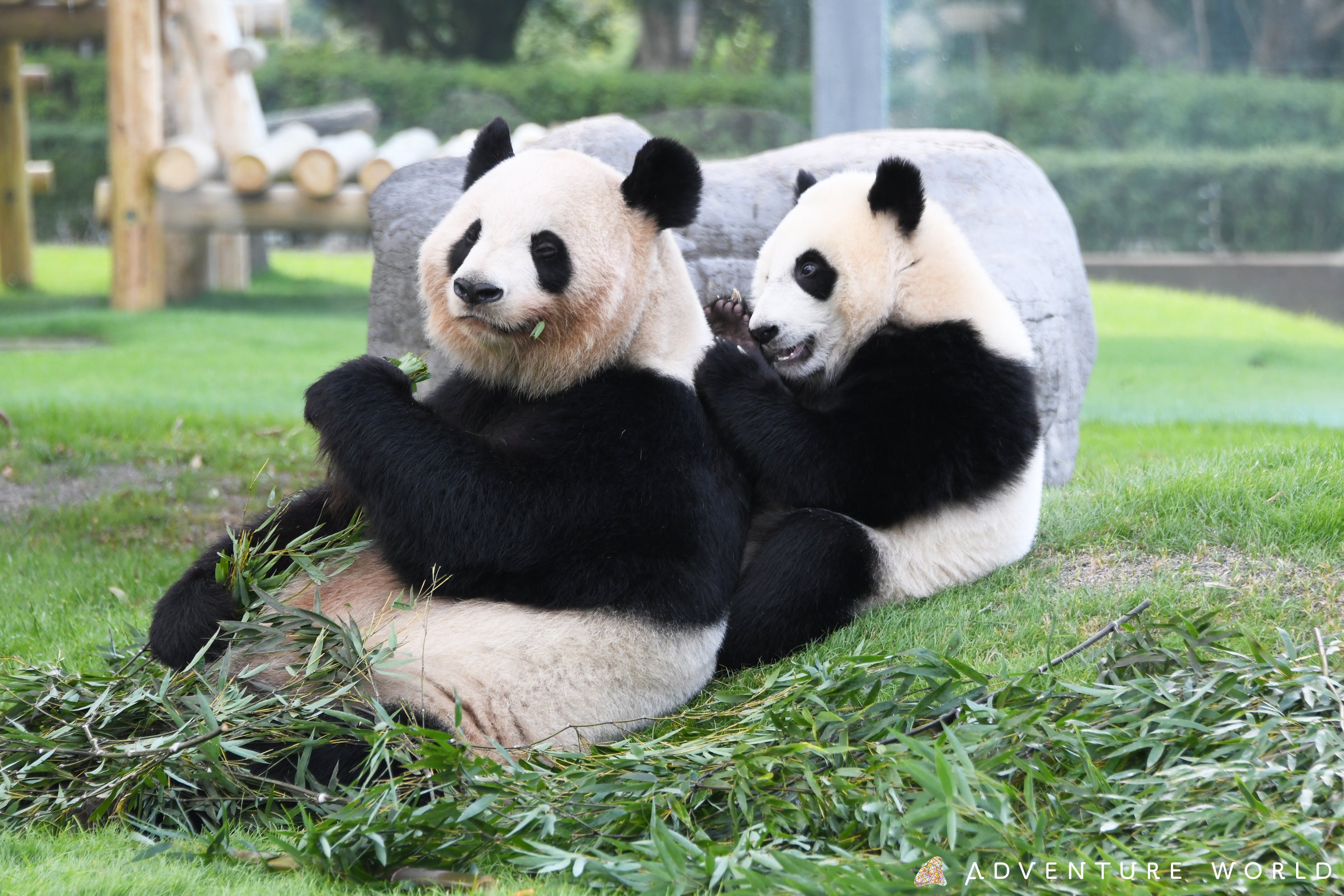 アドベンチャーワールドのパンダたち