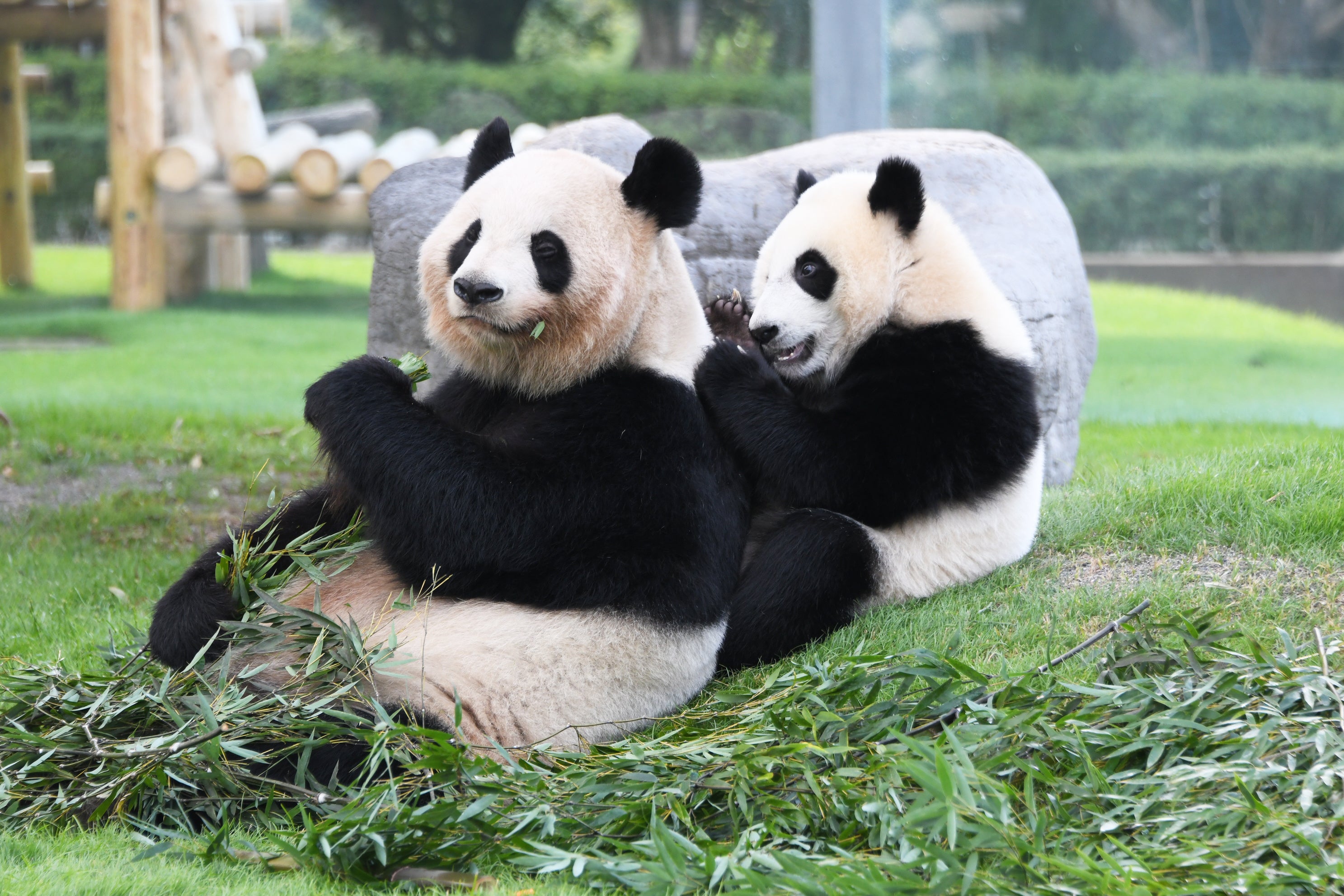 アドベンチャーワールドのパンダたち