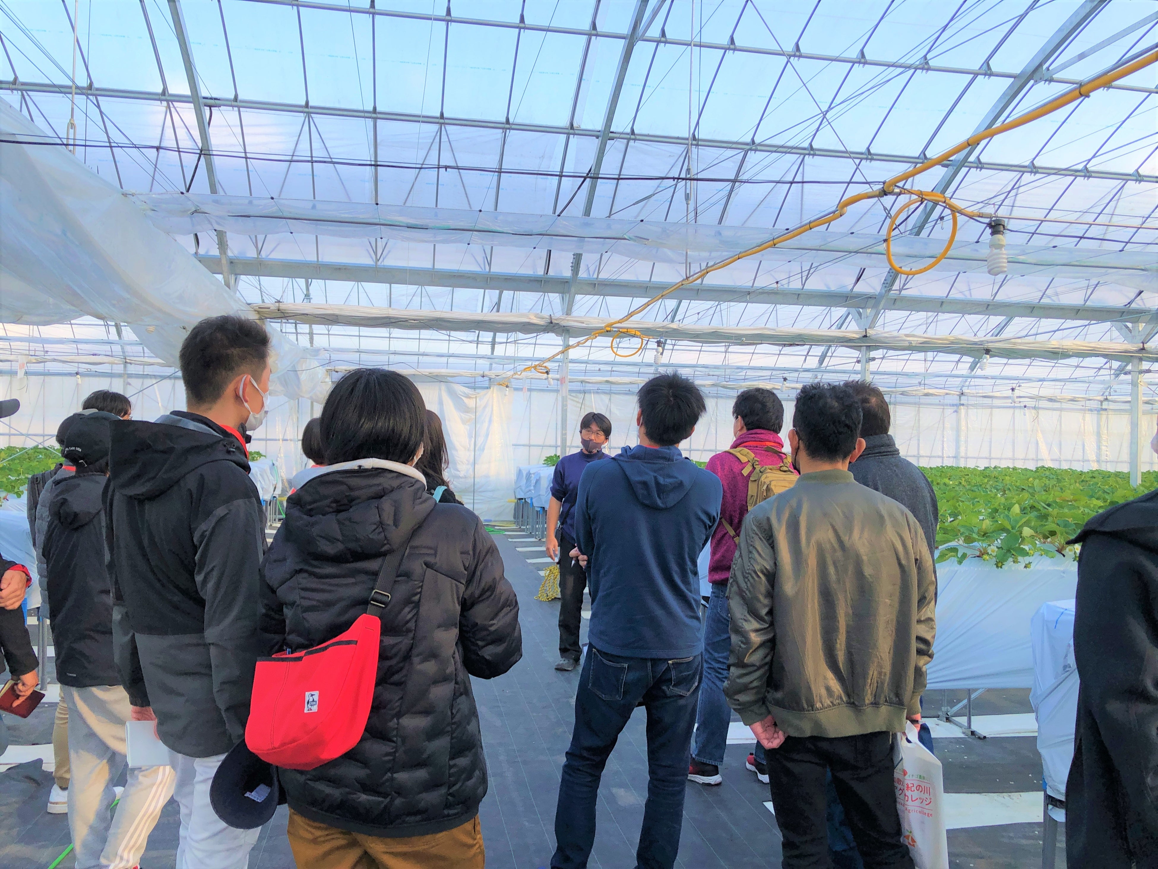 現地視察会｜イチゴ農家訪問