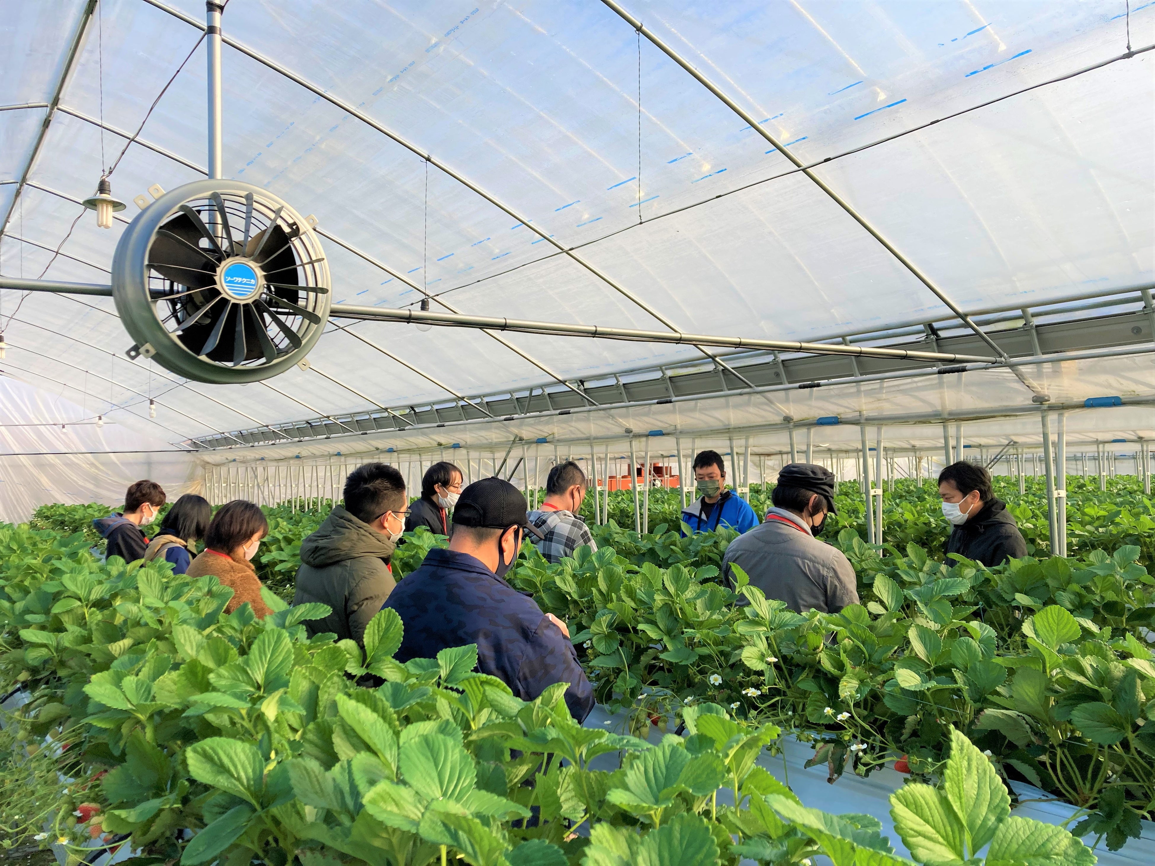 現地視察会｜イチゴ農家訪問