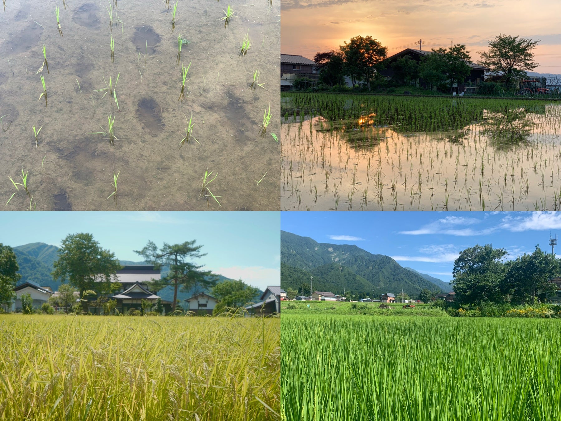 <苗から稲へと日々成長する力>