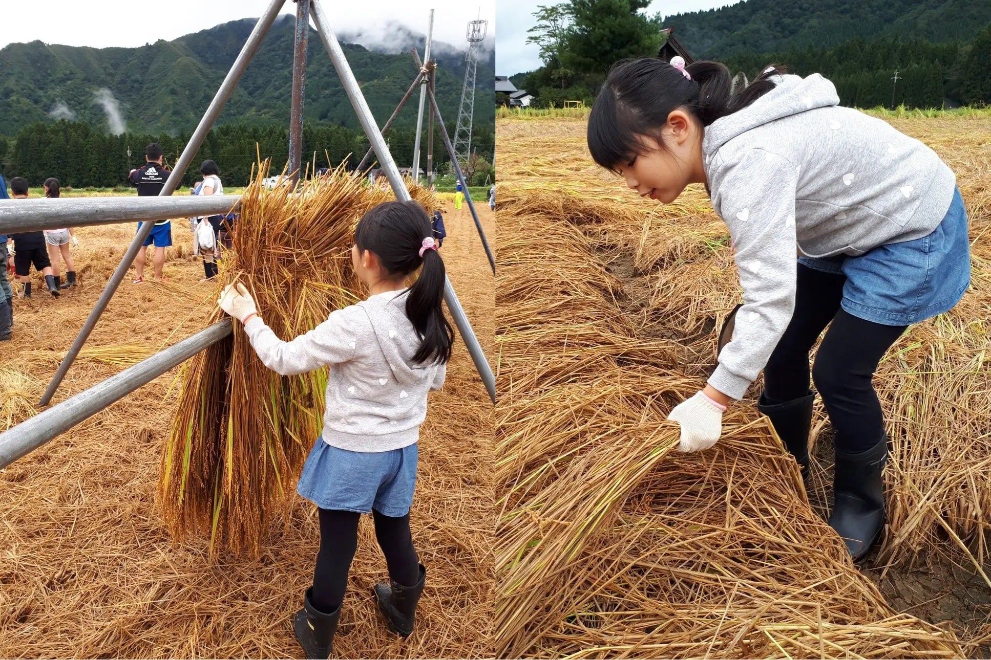 ＜はざかけと鎌を使った手作業の稲刈り＞