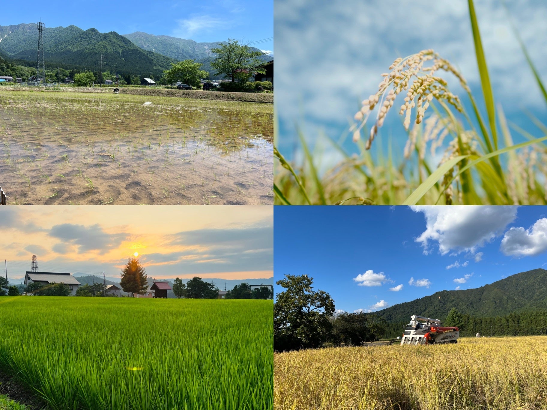 【苗から稲へと成長する力】