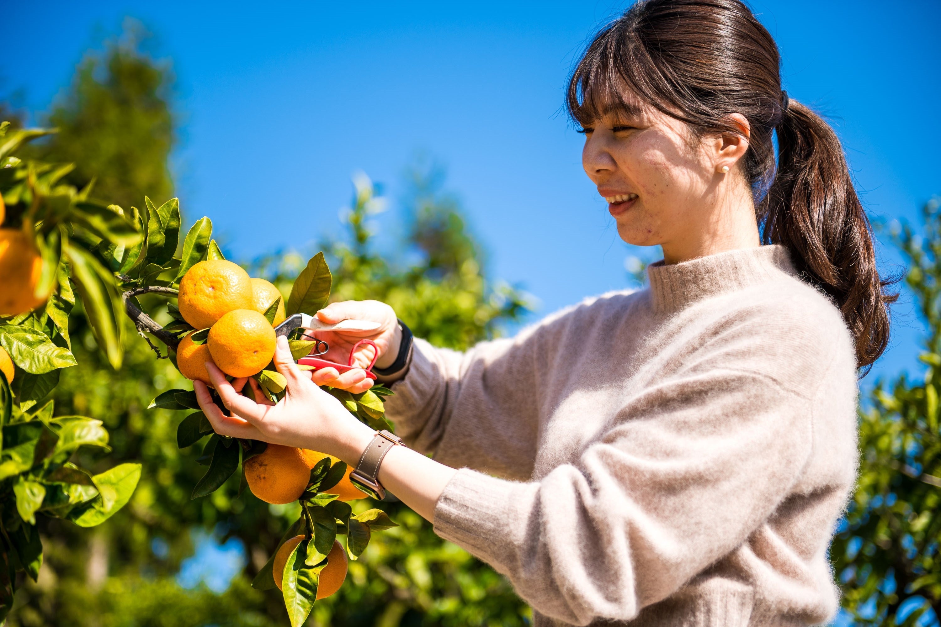 かんきつ収穫体験　©Shuhei Miyahata [Setouchi Editorial Institute]