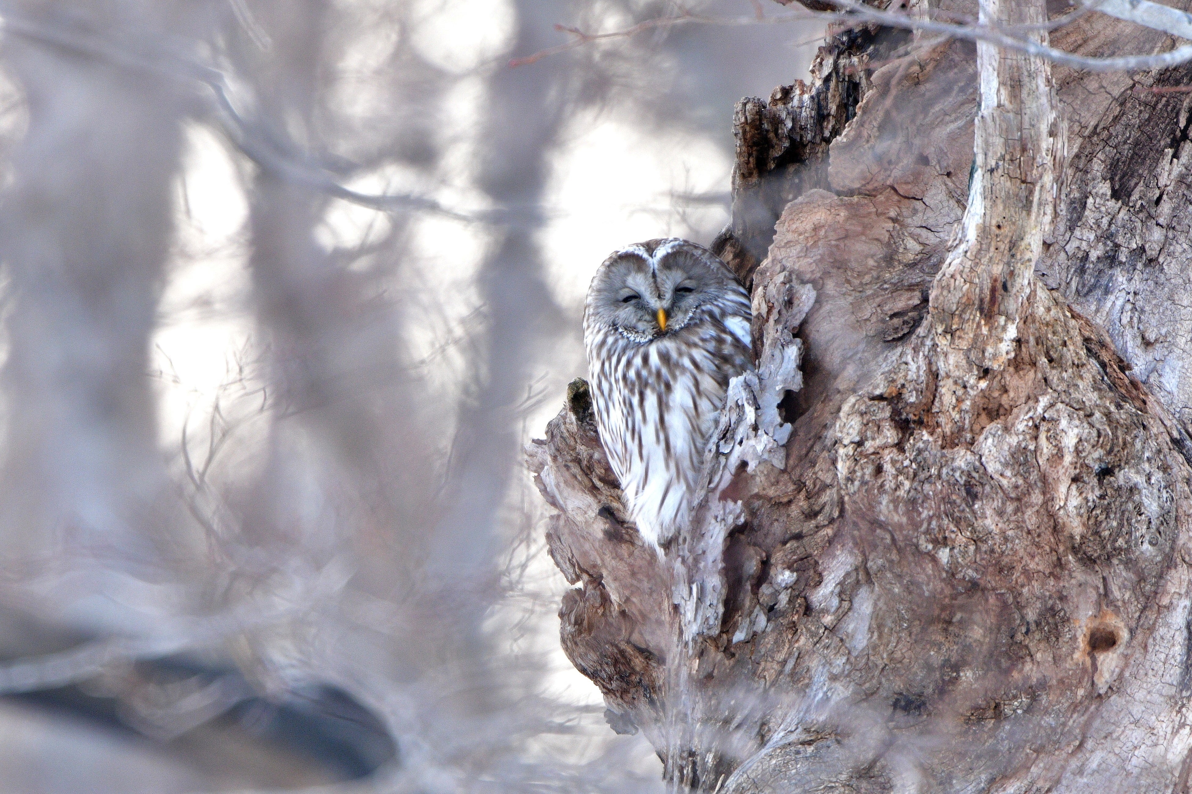 エゾフクロウ　★