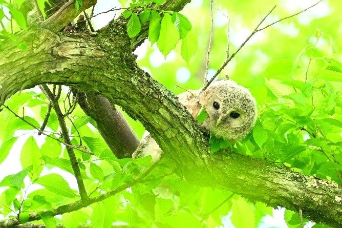 エゾフクロウ（Photo by Makoto Ando）