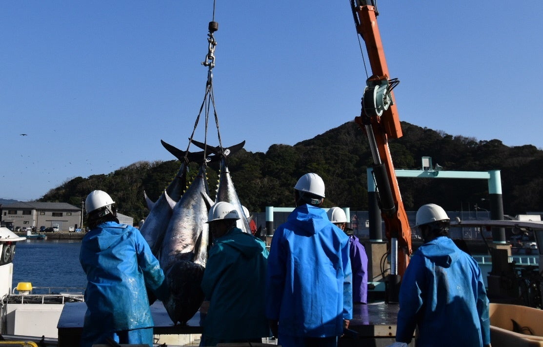 マグロの水揚げ