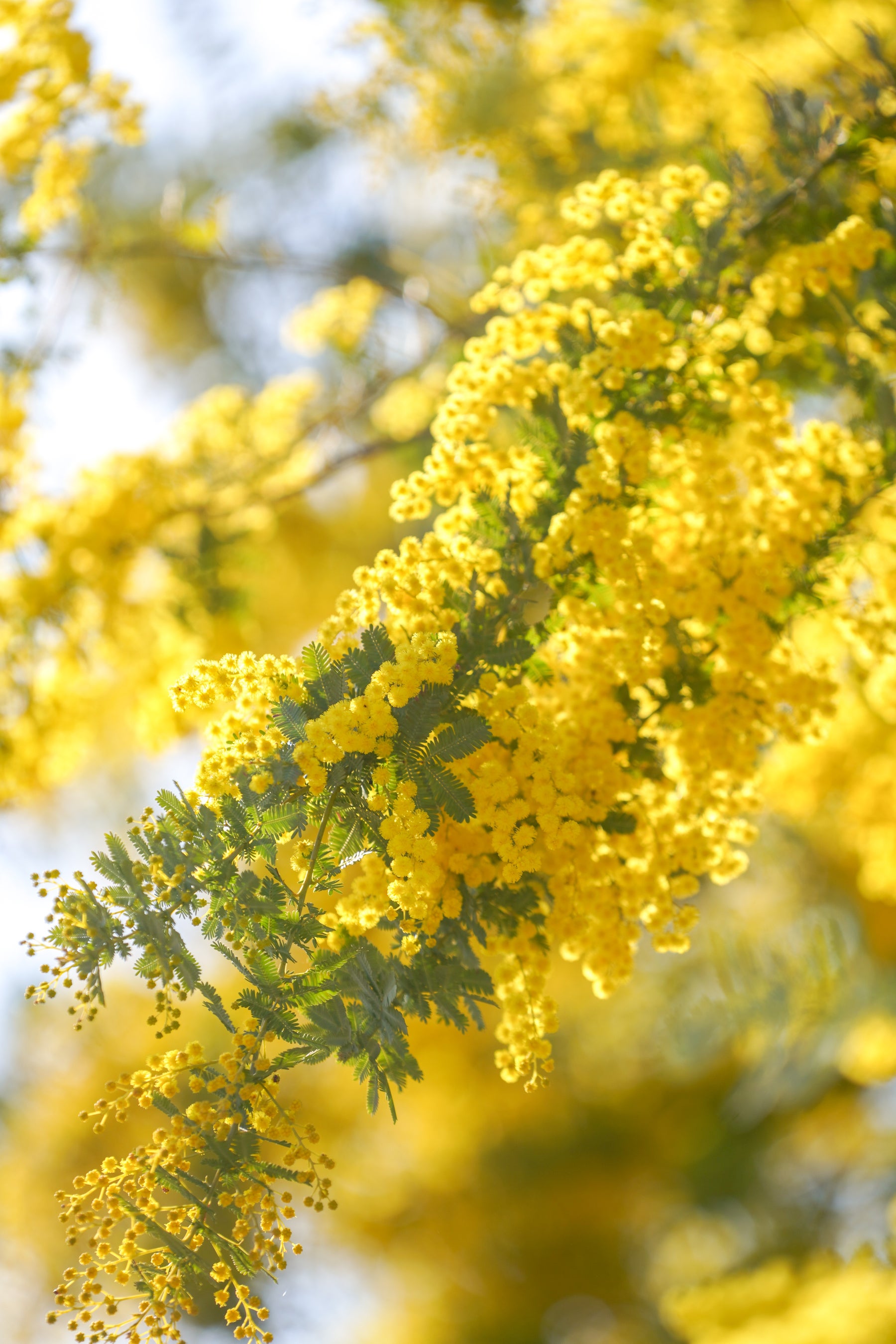 〜春の景色〜ミモザハイブリッドスターチスの春待ちフライングリースドライフラワー 春の息吹が近づいてきました！（国営武蔵丘陵森林公園） | 一般財団