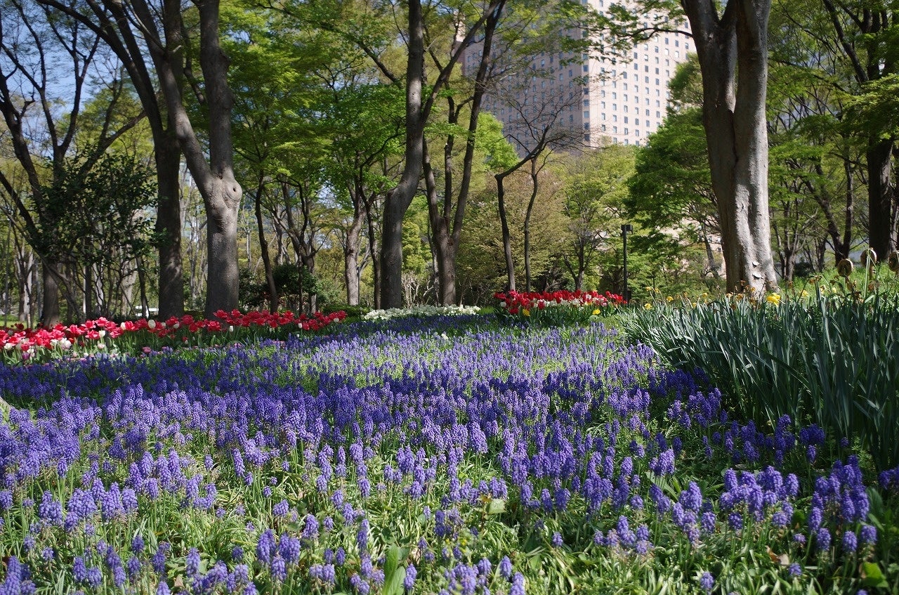 バルブガーデンの様子（撮影2023年4月1日）