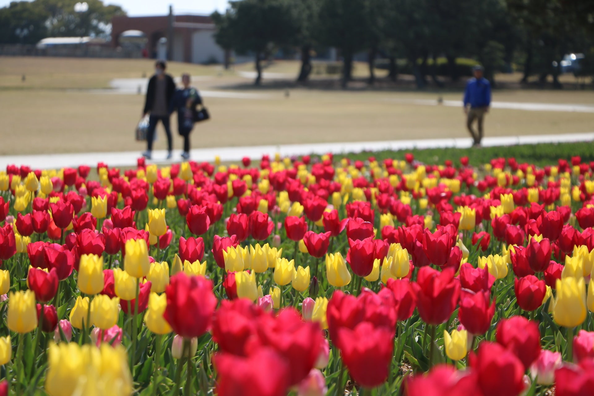 チューリップ（虹の花壇）
