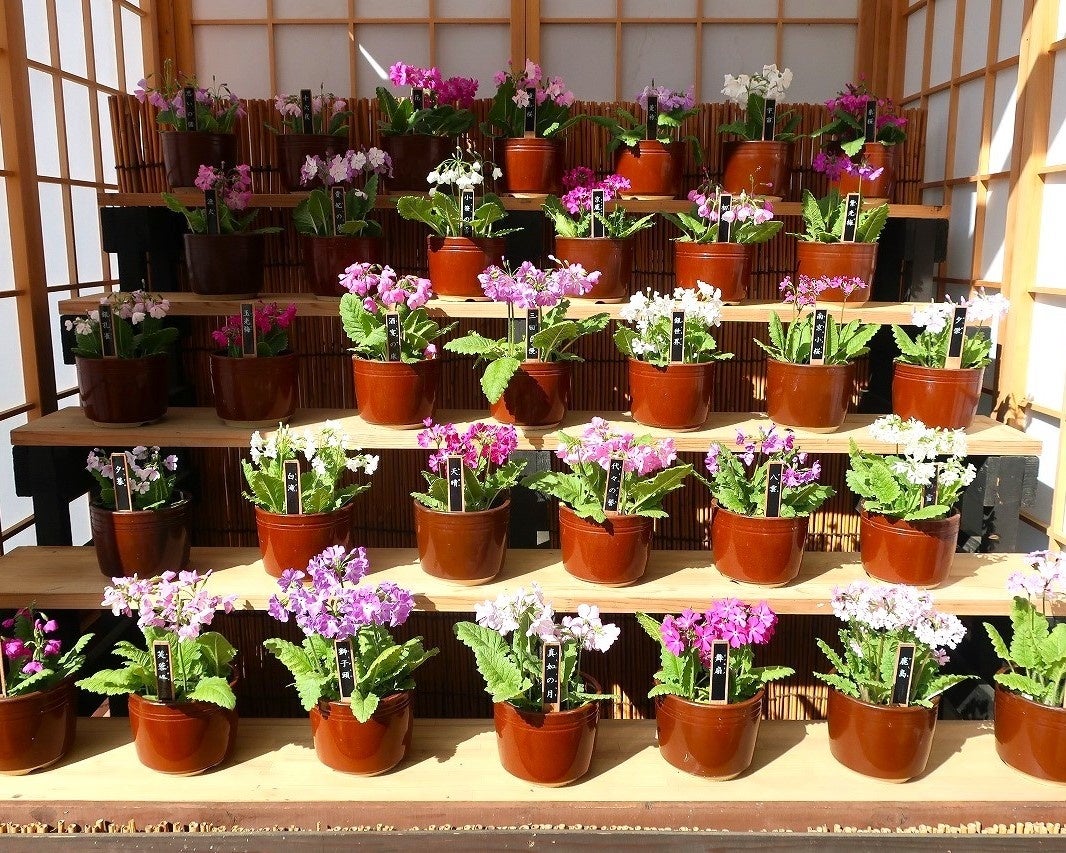 ※過去に開催した「サクラソウ展」で展示した桜草花壇の様子