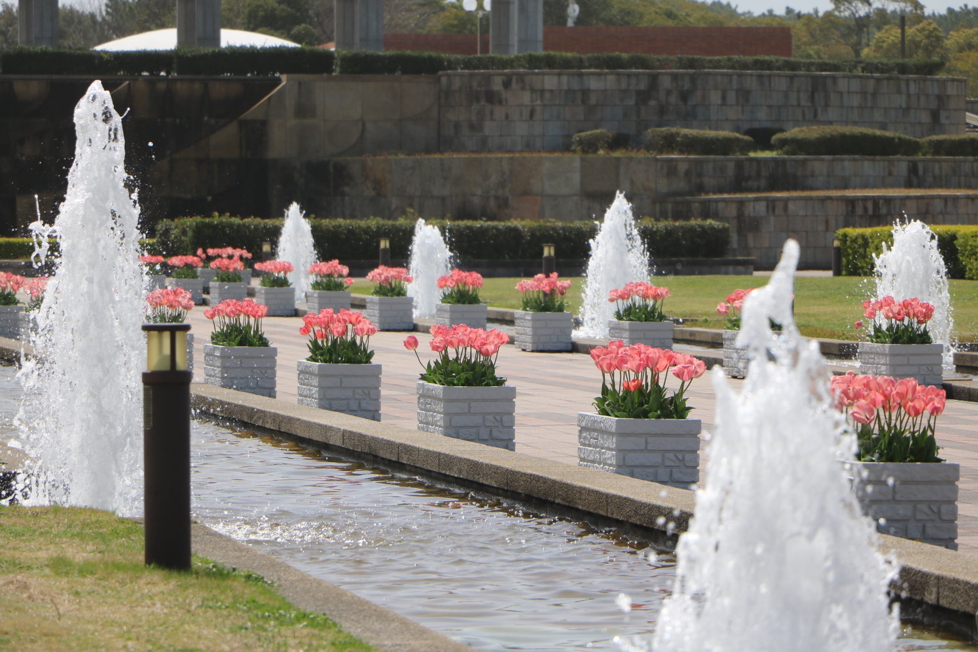 チューリップ見頃（国営海の中道海浜公園） | 一般財団法人 公園財団の