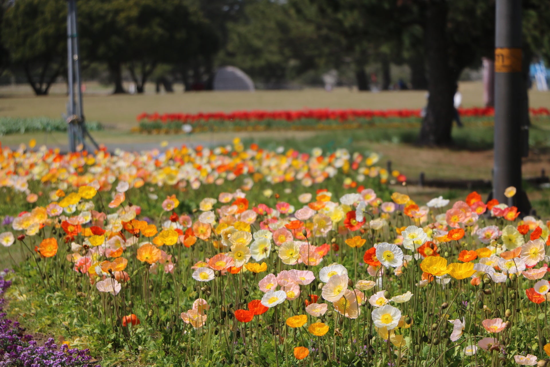 アイスランドポピー （彩りの花壇, 3月29日撮影）