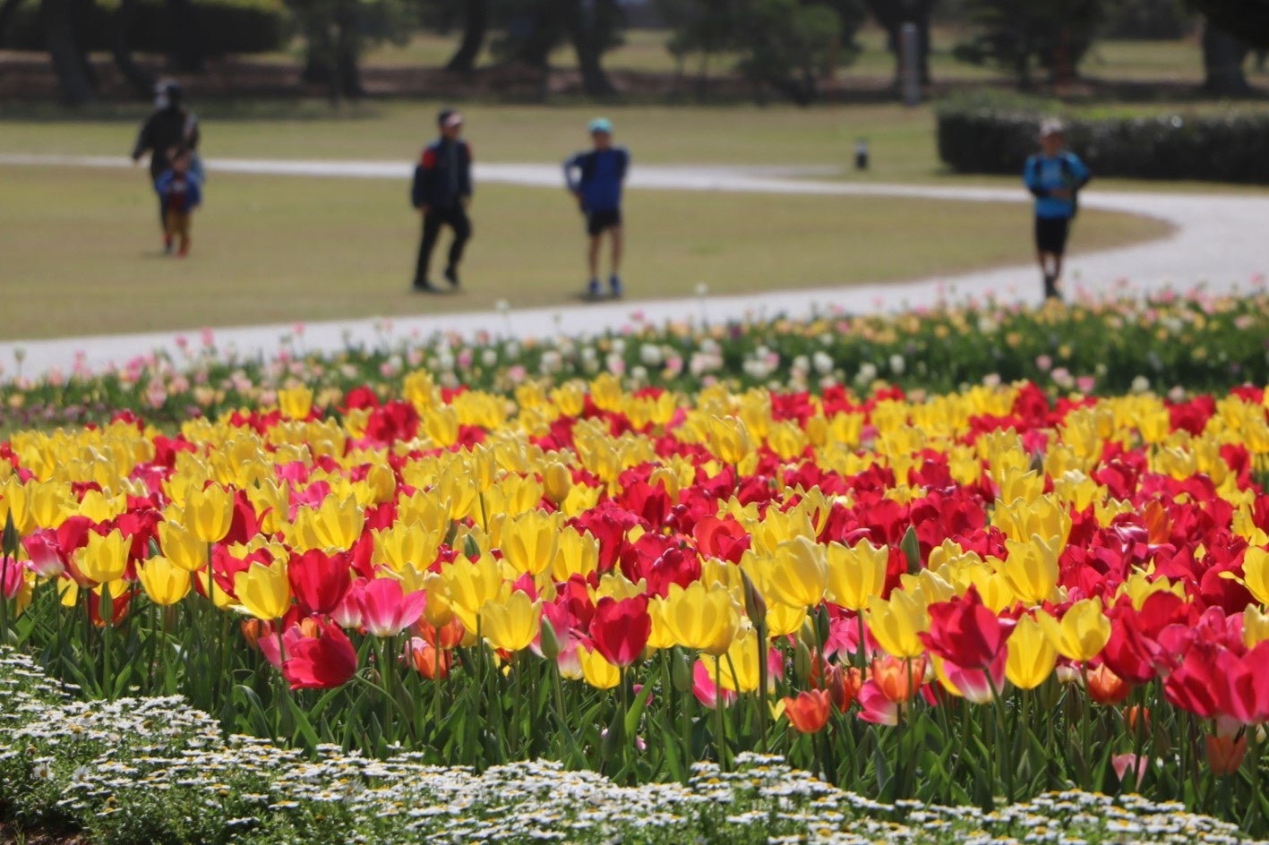 チューリップ (虹の花壇, 3月29日撮影)