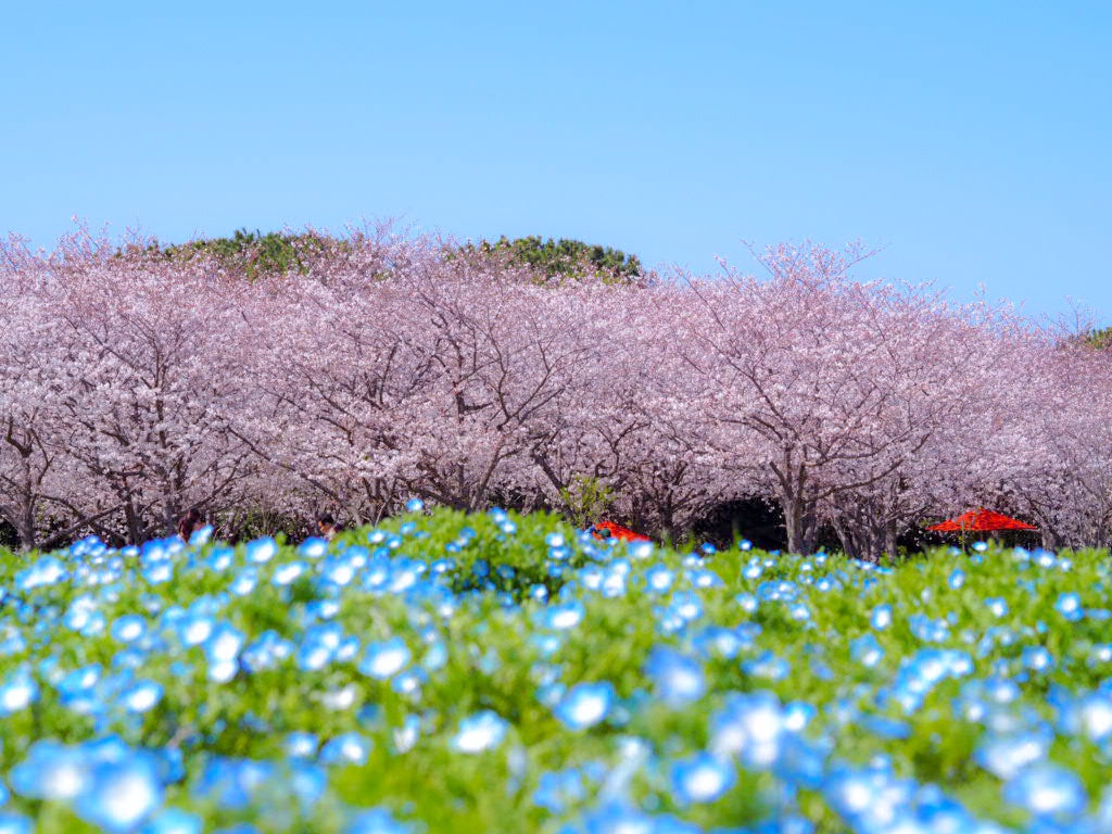 春色コラボ!サクラ・ネモフィラが咲き誇る国営海の中道海浜公園 春色コラボ!サクラ・ネモフィラが咲き誇る国営海の中道海浜公園