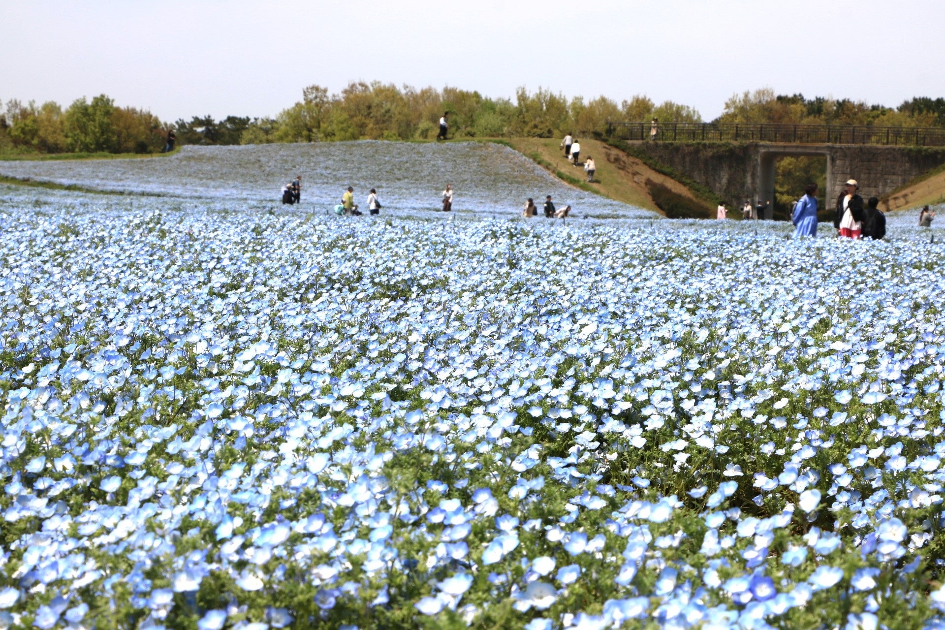 ネモフィラが見頃を迎えた花の丘(4月10日撮影)