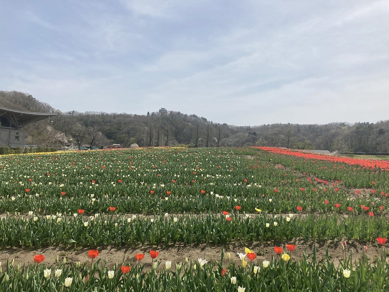 本年4月15日撮影