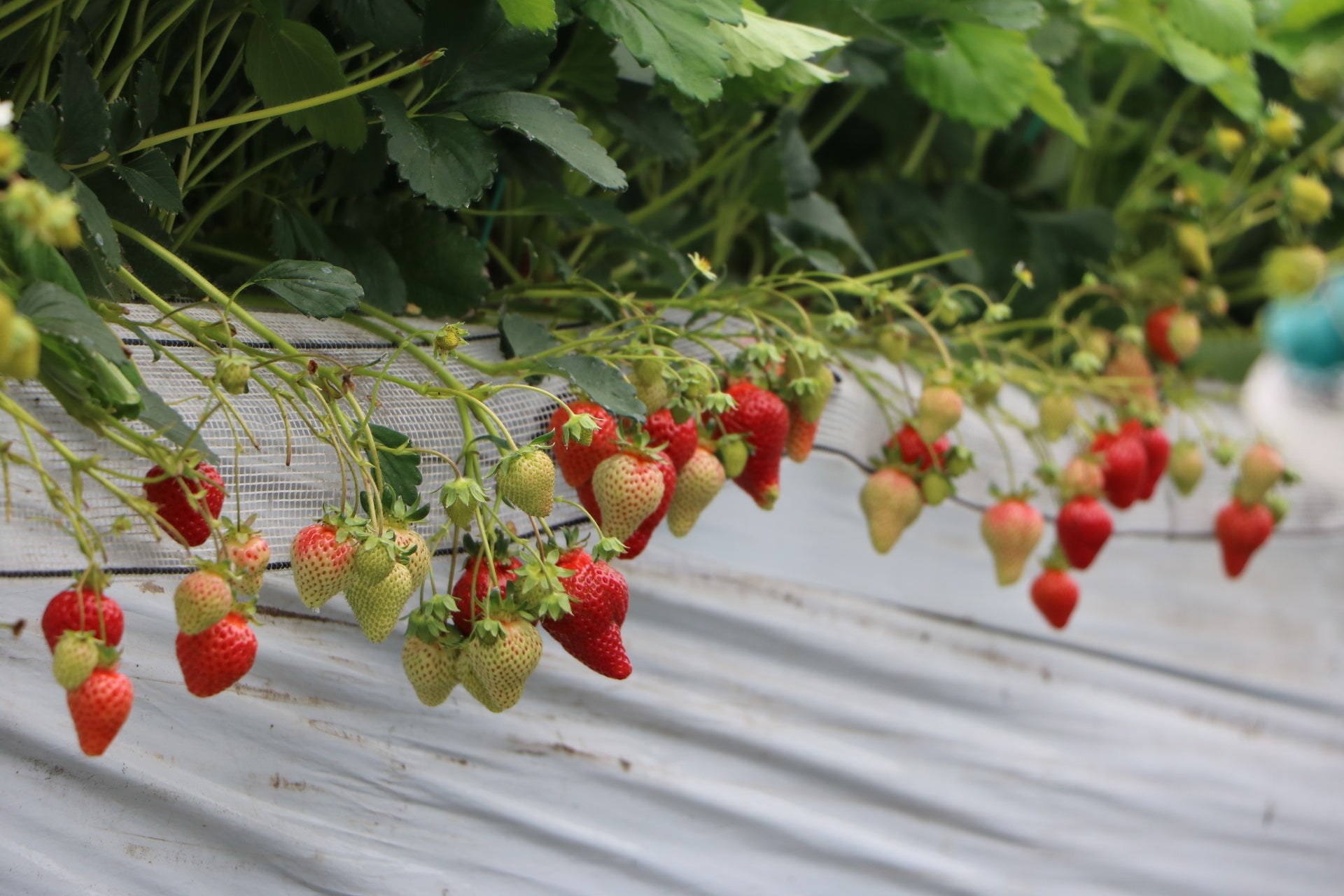 マエムラファームのいちご