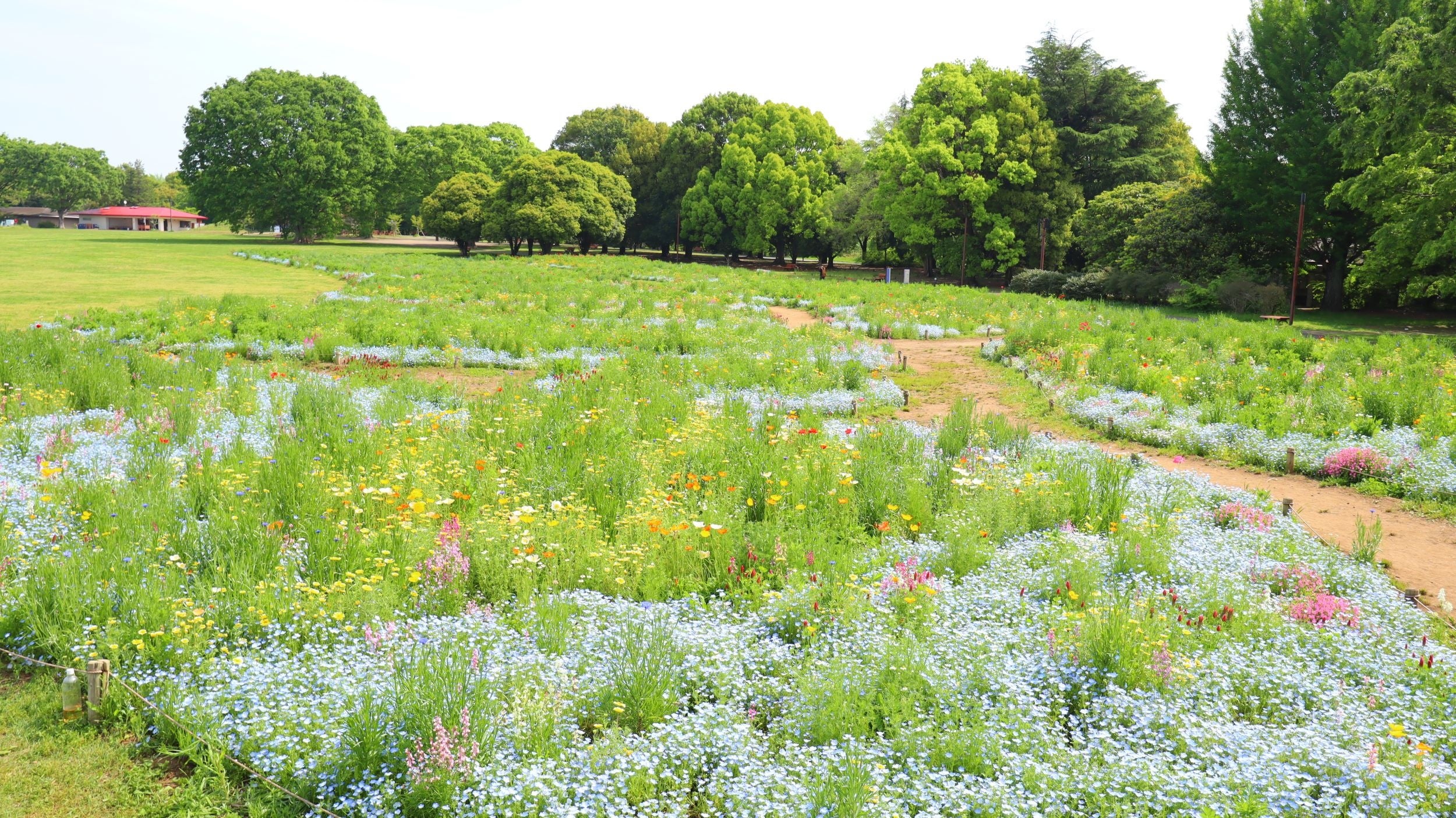 同じ花畑でも時期により景色が変わります（4月29日撮影）
