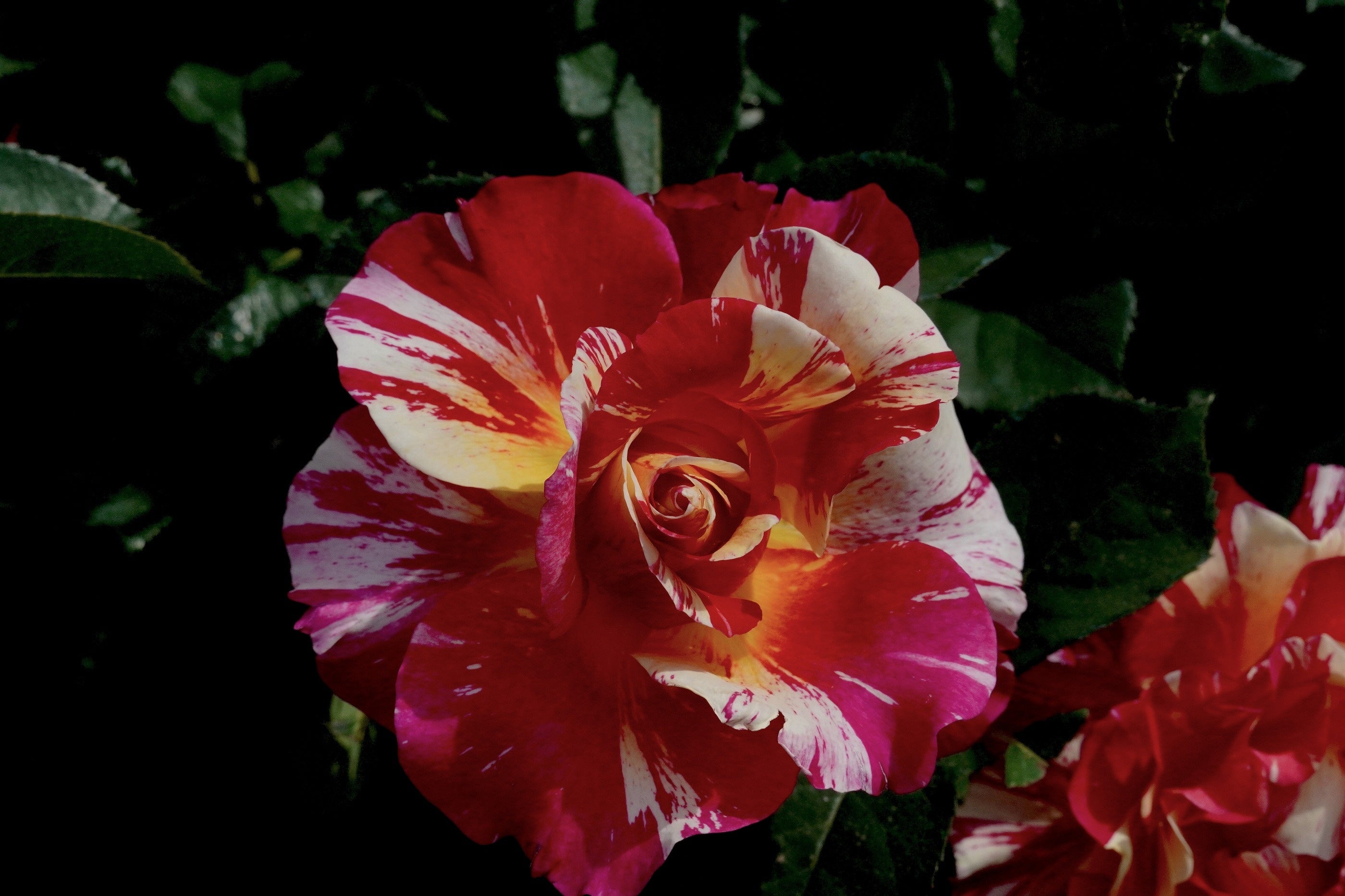 モーリス ユトリロ　撮影／2024年5月14日