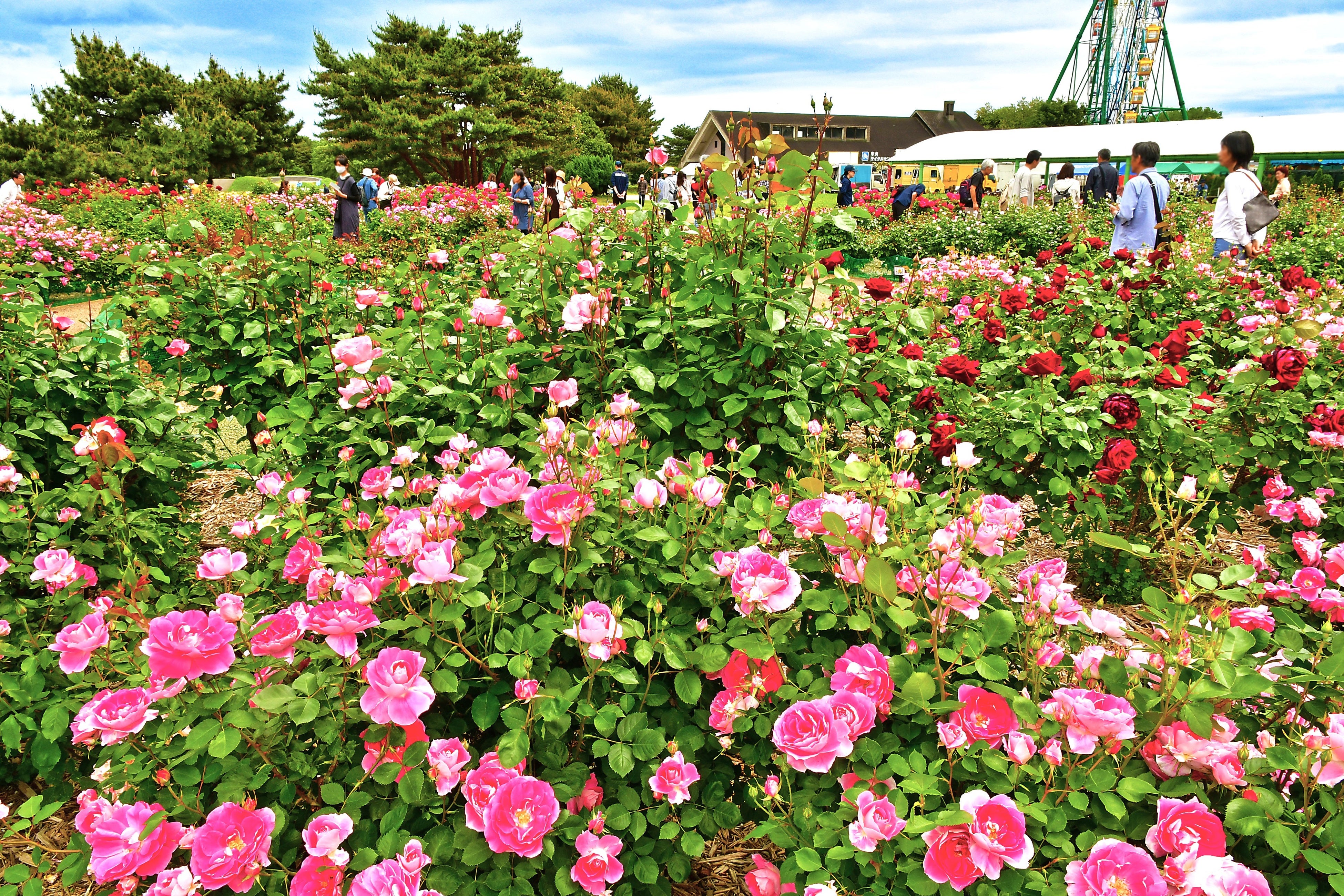 常陸ローズガーデン（2）　撮影／2024年5月12日