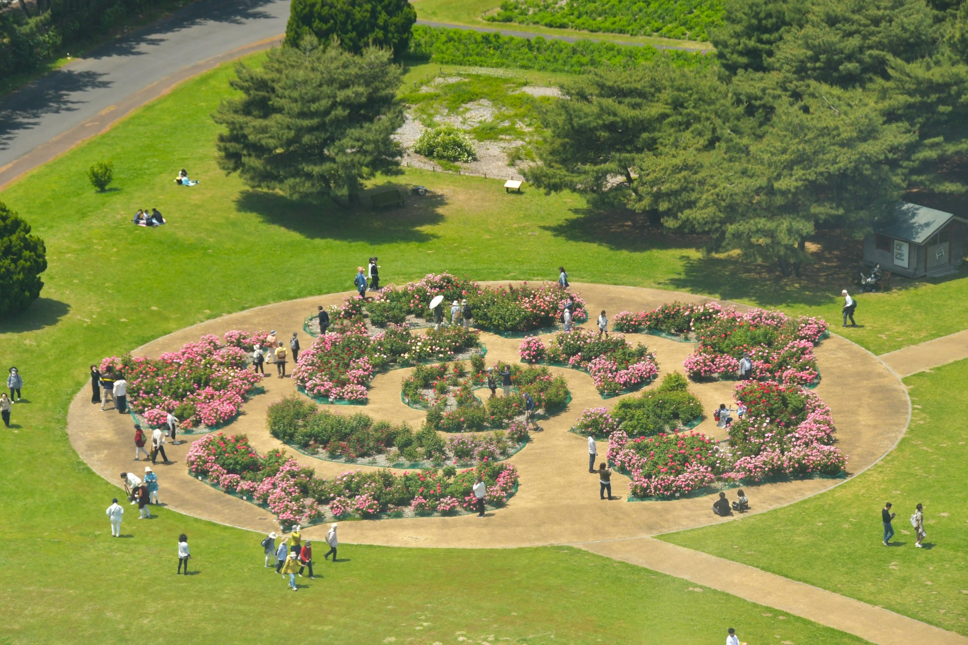 ローズレリーフガーデン(2023年5月12日撮影)