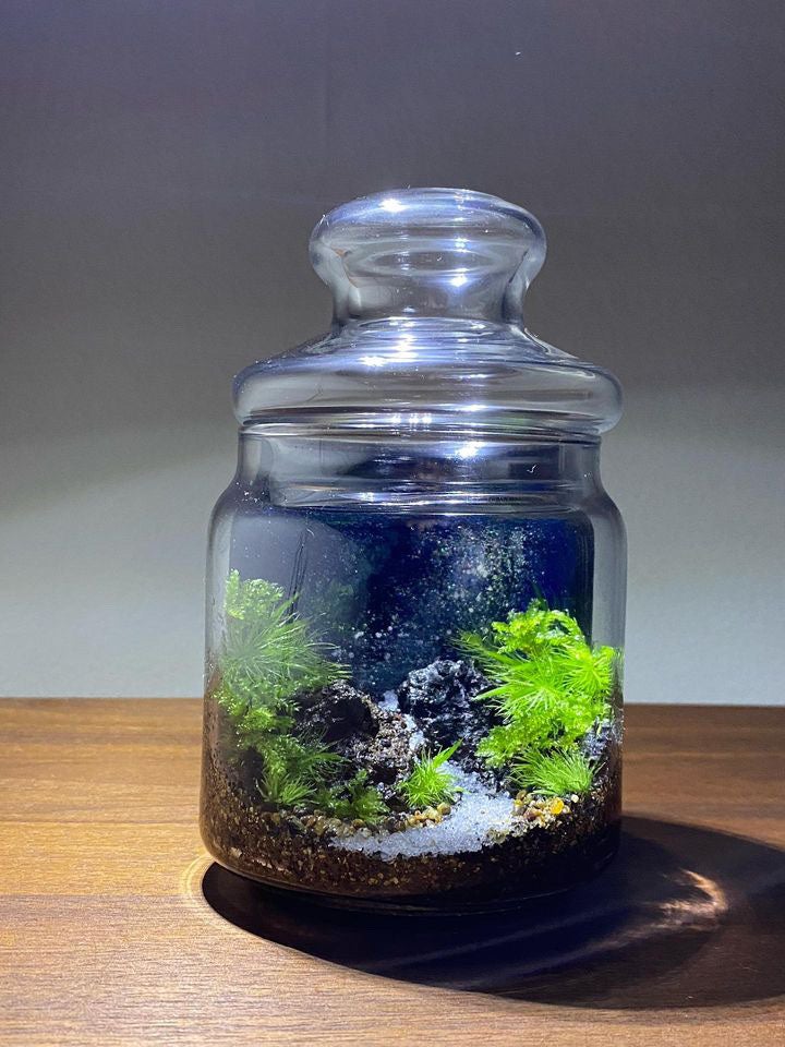 星空の世界に浮かぶ苔の世界