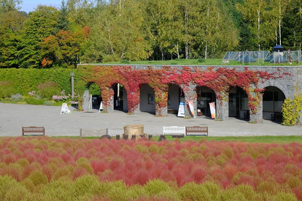 カントリーガーデンのコキア(2023年10月8日撮影)