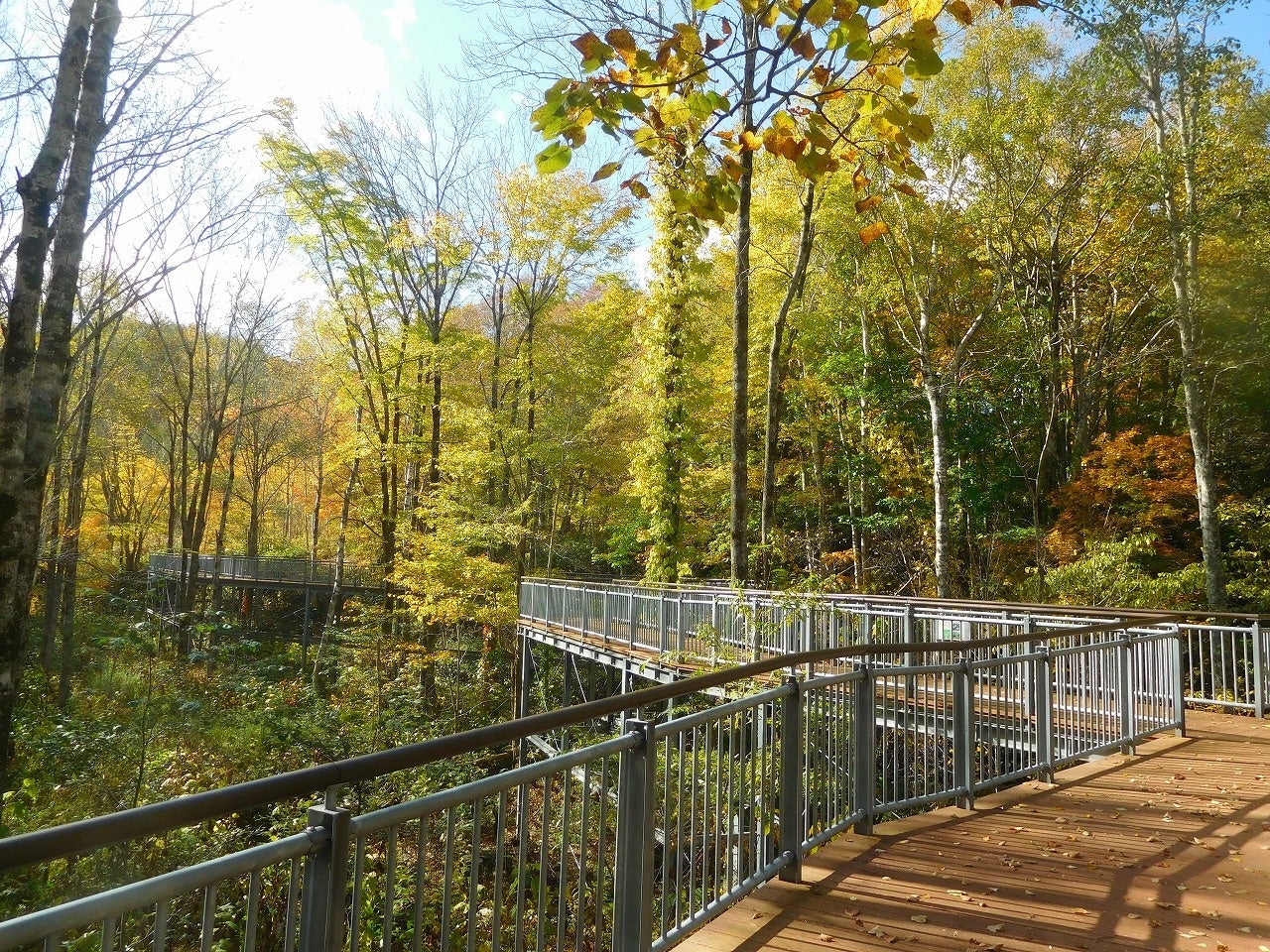 滝野の森ゾーン西エリアの紅葉(過去写真)