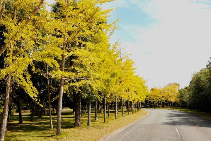 秋空に映える並木道 銀杏並木350本が黄金色(海の中道海浜公園 秋空に映える並木道 銀杏並木350本が黄金色(海の中道海浜公園