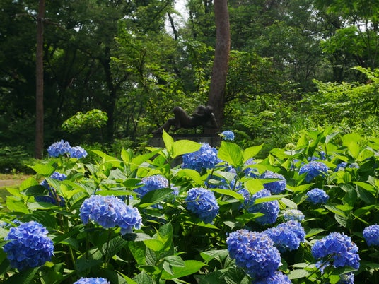 アジサイが見頃を迎えました(国営武蔵丘陵森林公園) アジサイが見頃を迎えました(国営武蔵丘陵森林公園)