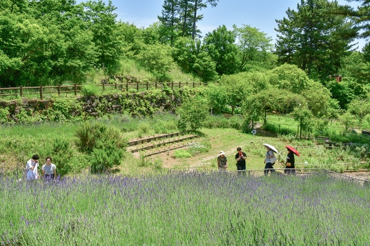 ラベンダーが見頃を迎えました(国営ひたち海浜公園) ラベンダーが見頃を迎えました(国営ひたち海浜公園)