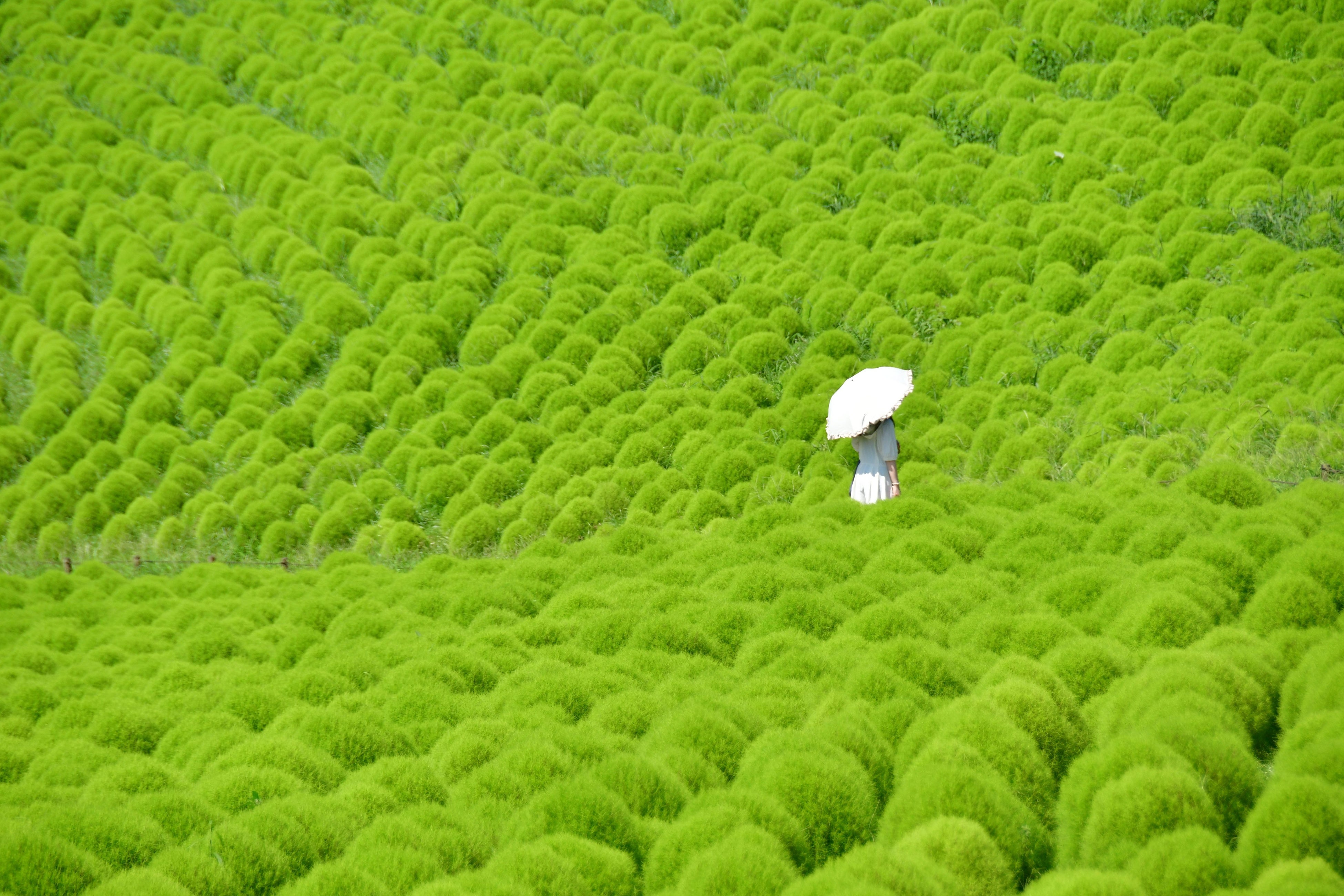 一面に広がる夏色の丘　緑葉コキアが見頃です（国営ひたち海浜公園）