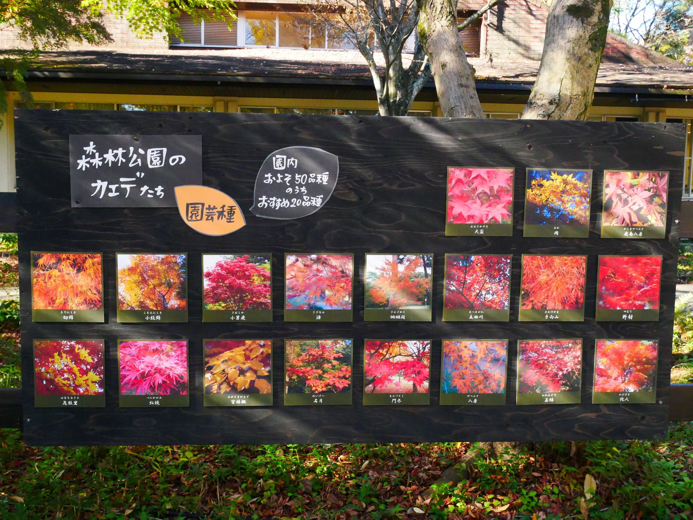 ずらりと並んだカエデの写真を見るだけでも圧巻です！