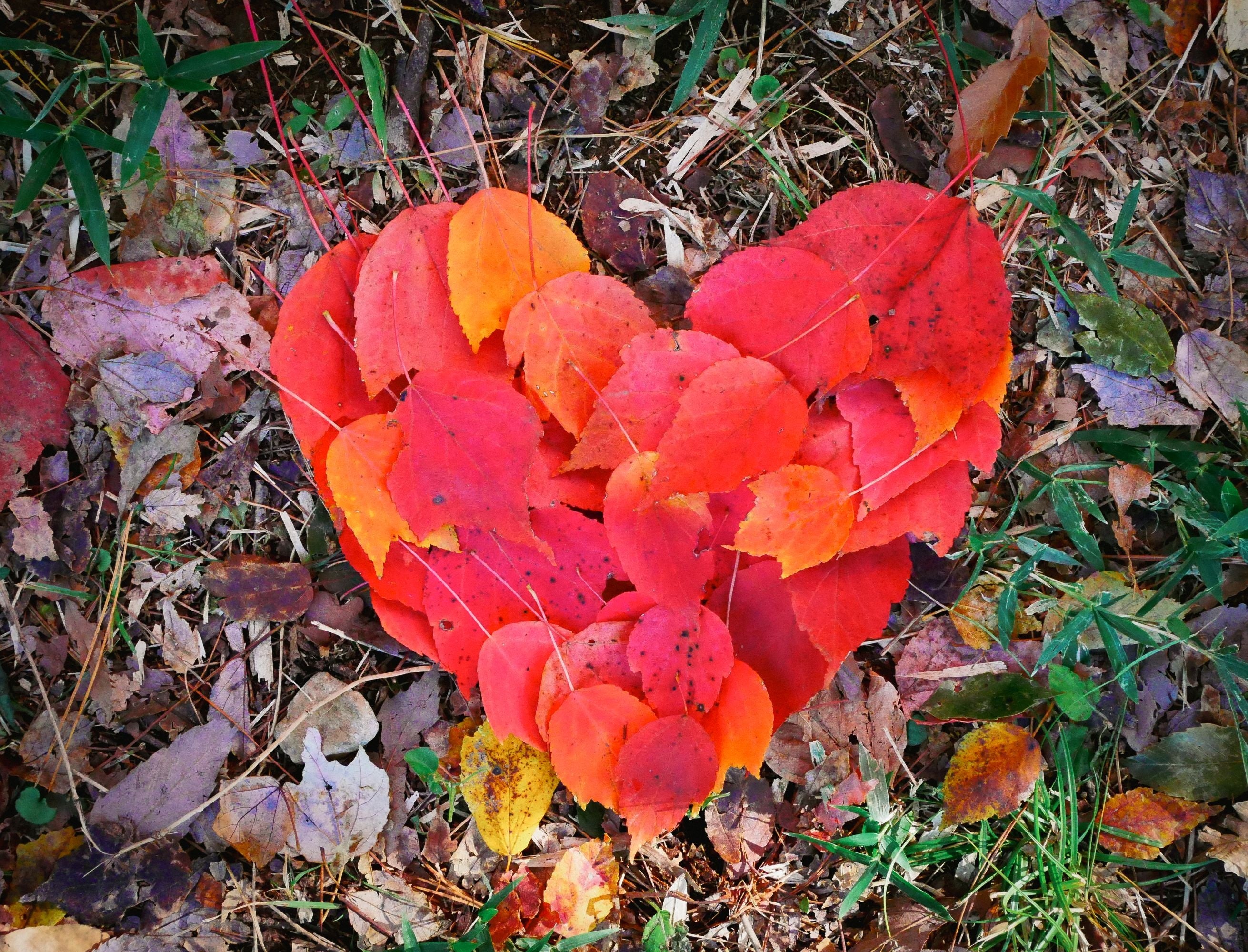 紅葉・黄葉時の色は黄・橙～赤