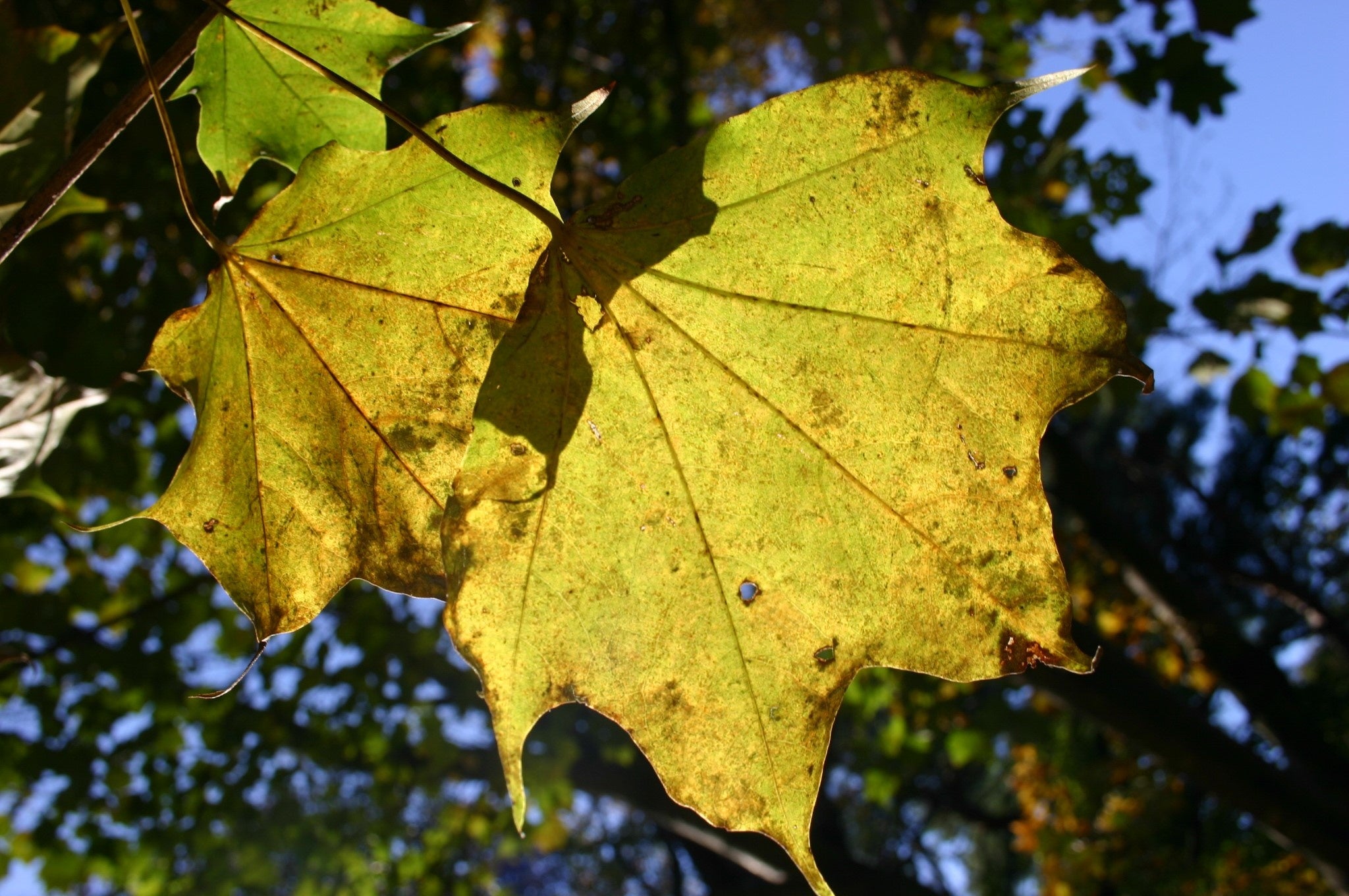 黄葉時の色は黄や橙。