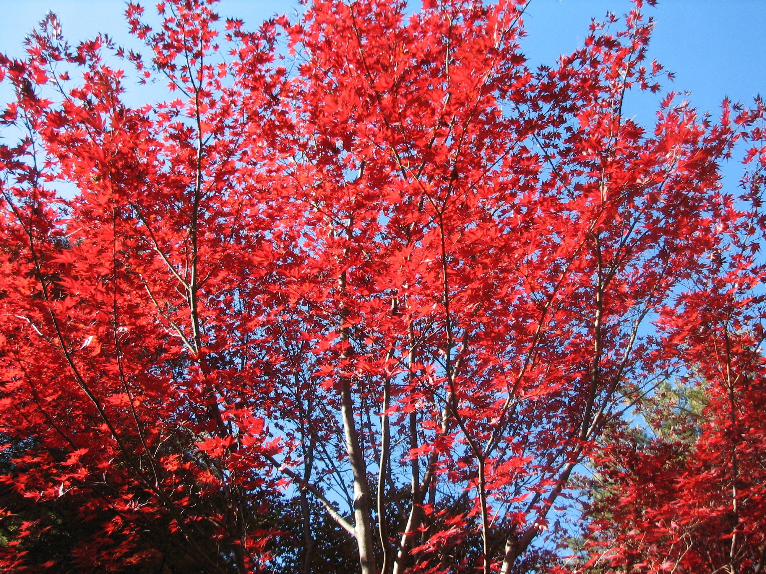 紅葉時の色は黄から赤へ。