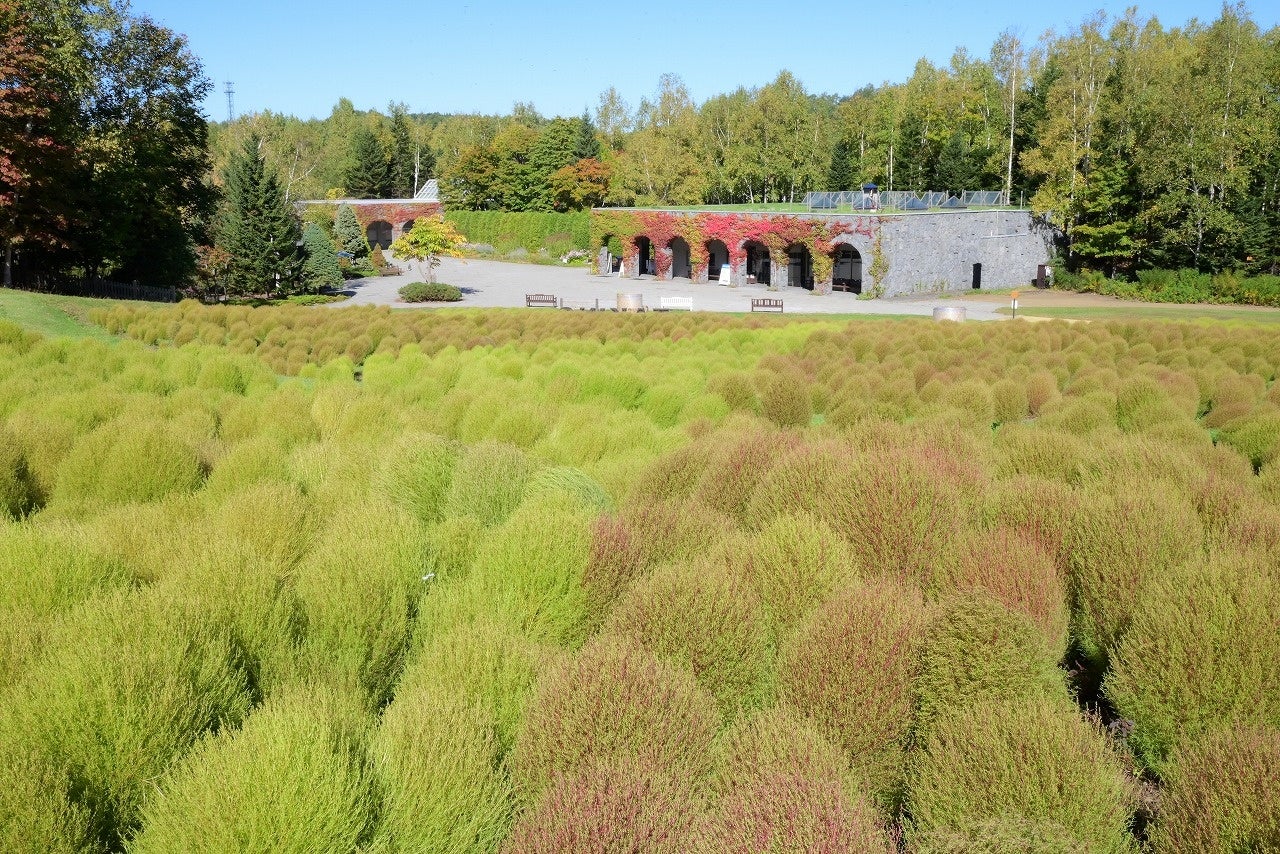 【コキア新色登場！】グラデーションコキアまもなく見頃！（国営滝野すずらん丘陵公園）