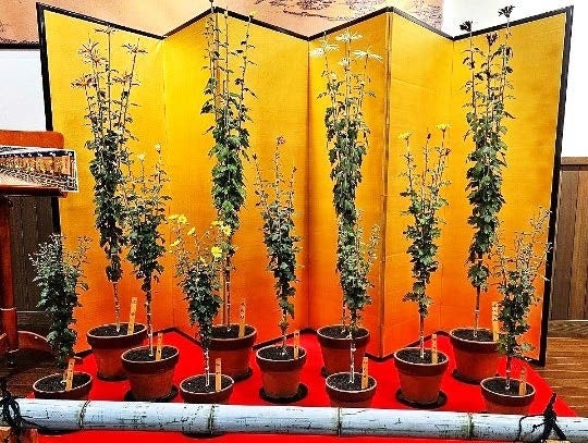 肥後菊の展示