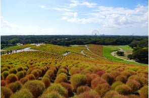 コキア “紅葉始め” となりました(国営ひたち海浜公園)
