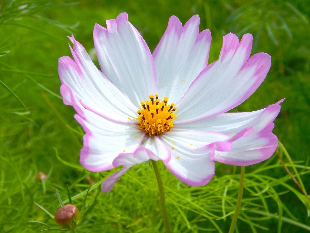 コスモスまもなく見頃です。（国営ひたち海浜公園） | 一般財団