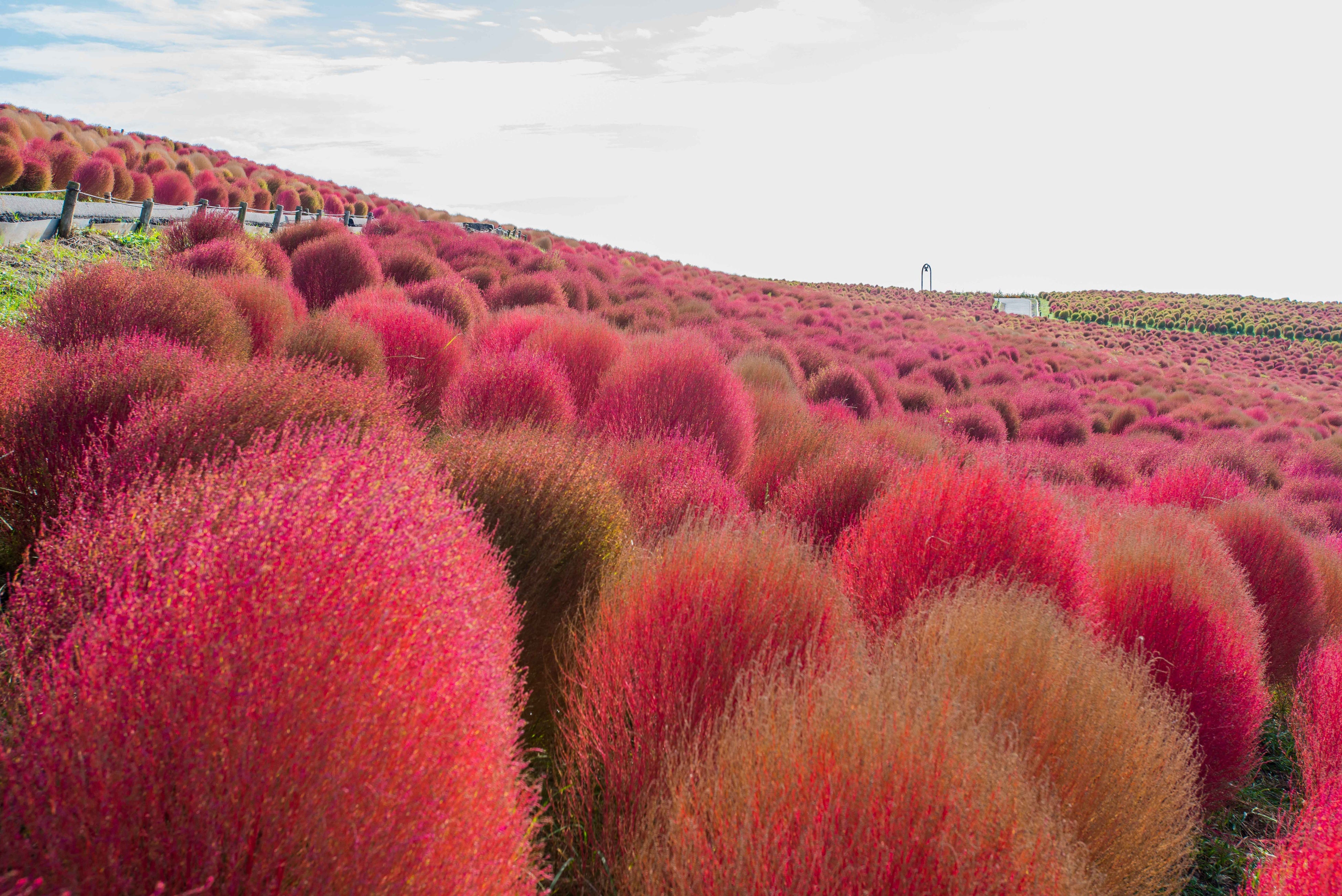 MAN WITH A MISSION 国営ひたち海浜公園　コキア コキアライトアップ」国営ひたち海浜公園でコキア約4万本に光の