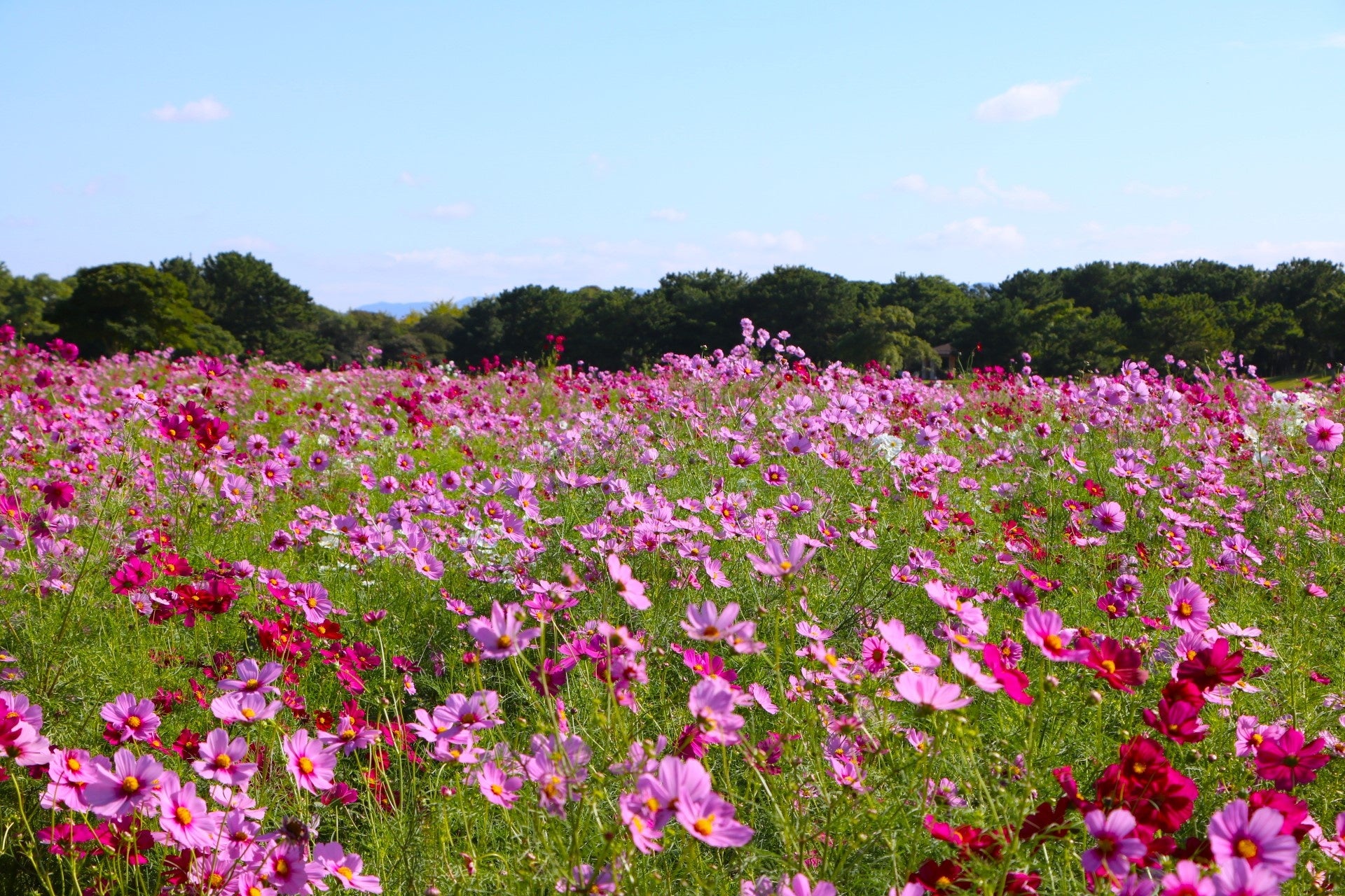 コスモス見頃【国営海の中道海浜公園】 | 一般財団法人 公園財団