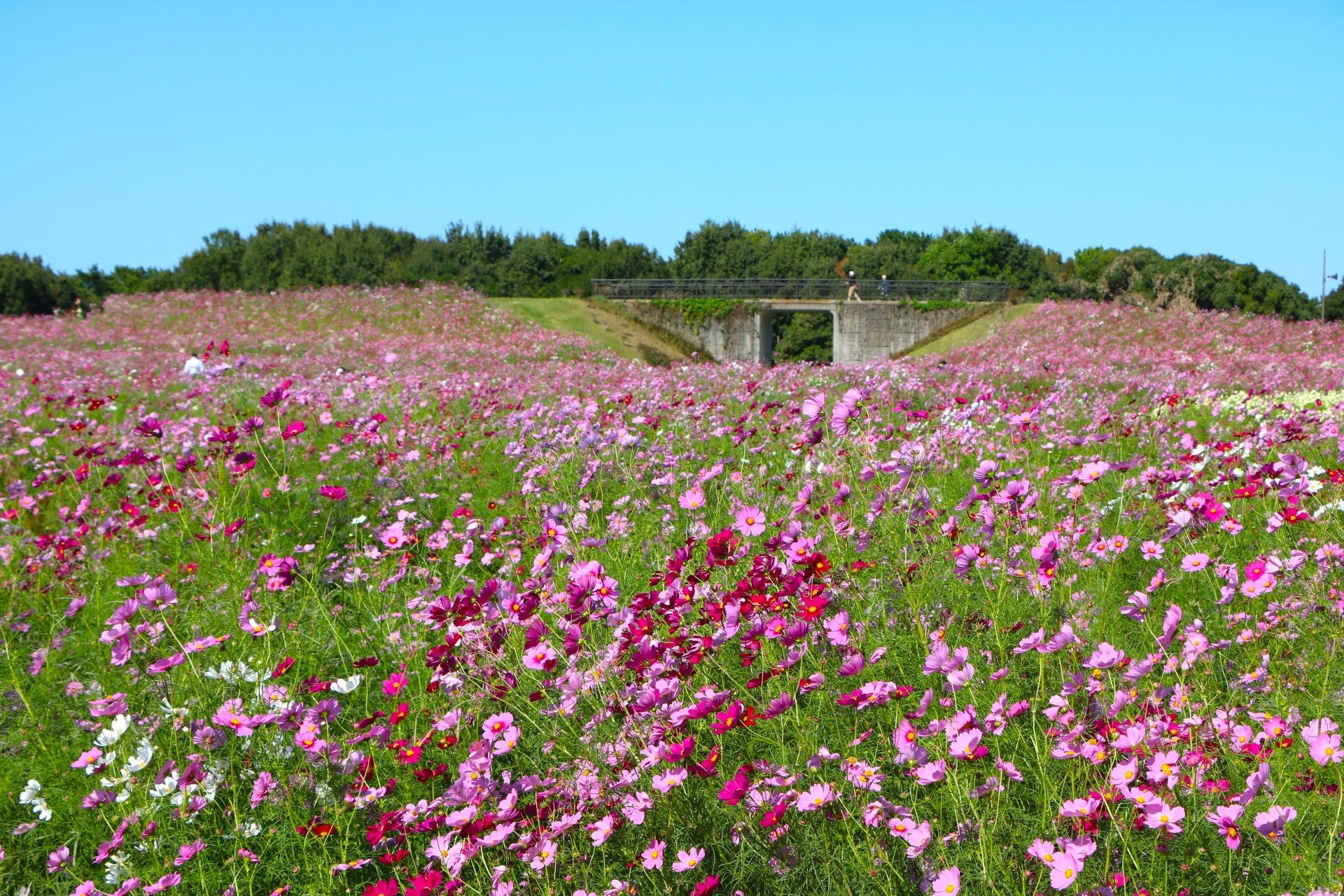 コスモス見頃【国営海の中道海浜公園】