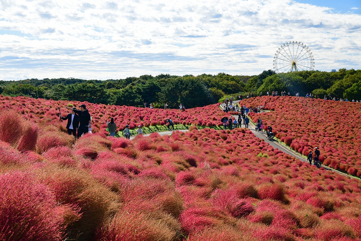コキア 赤から茶のグラデーションへ(国営ひたち海浜公園)