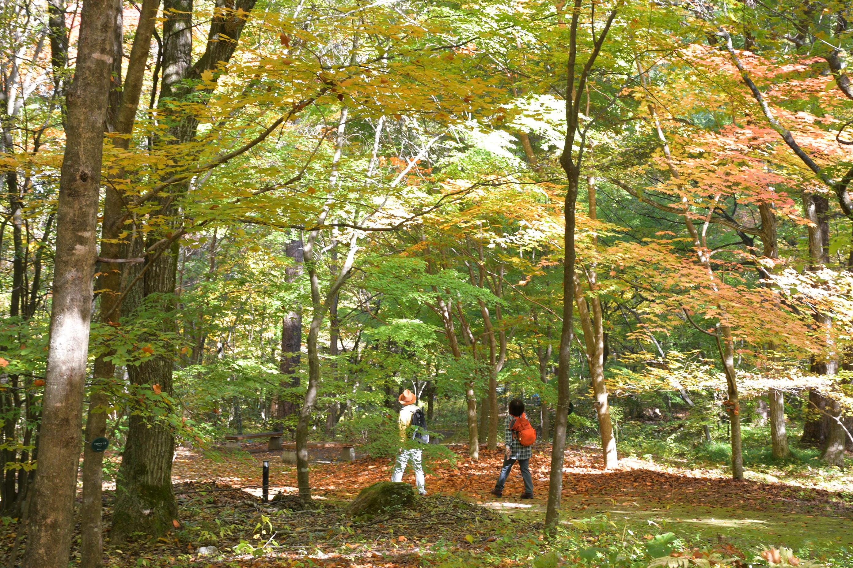 見頃目前「紅葉色づき始め」｜国営アルプスあづみの公園【大町・松川地区】