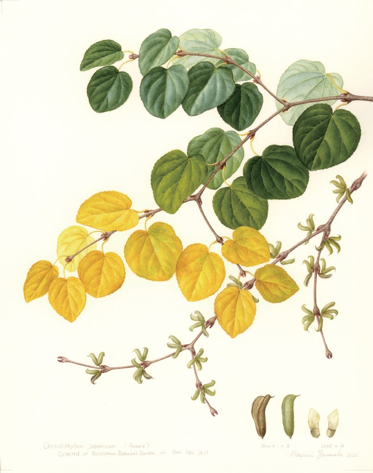 英国キュー王立植物園 山中麻須美氏による『ボタニカルアート体験教室&講演会』開催(国営みちのく杜の湖畔公園)