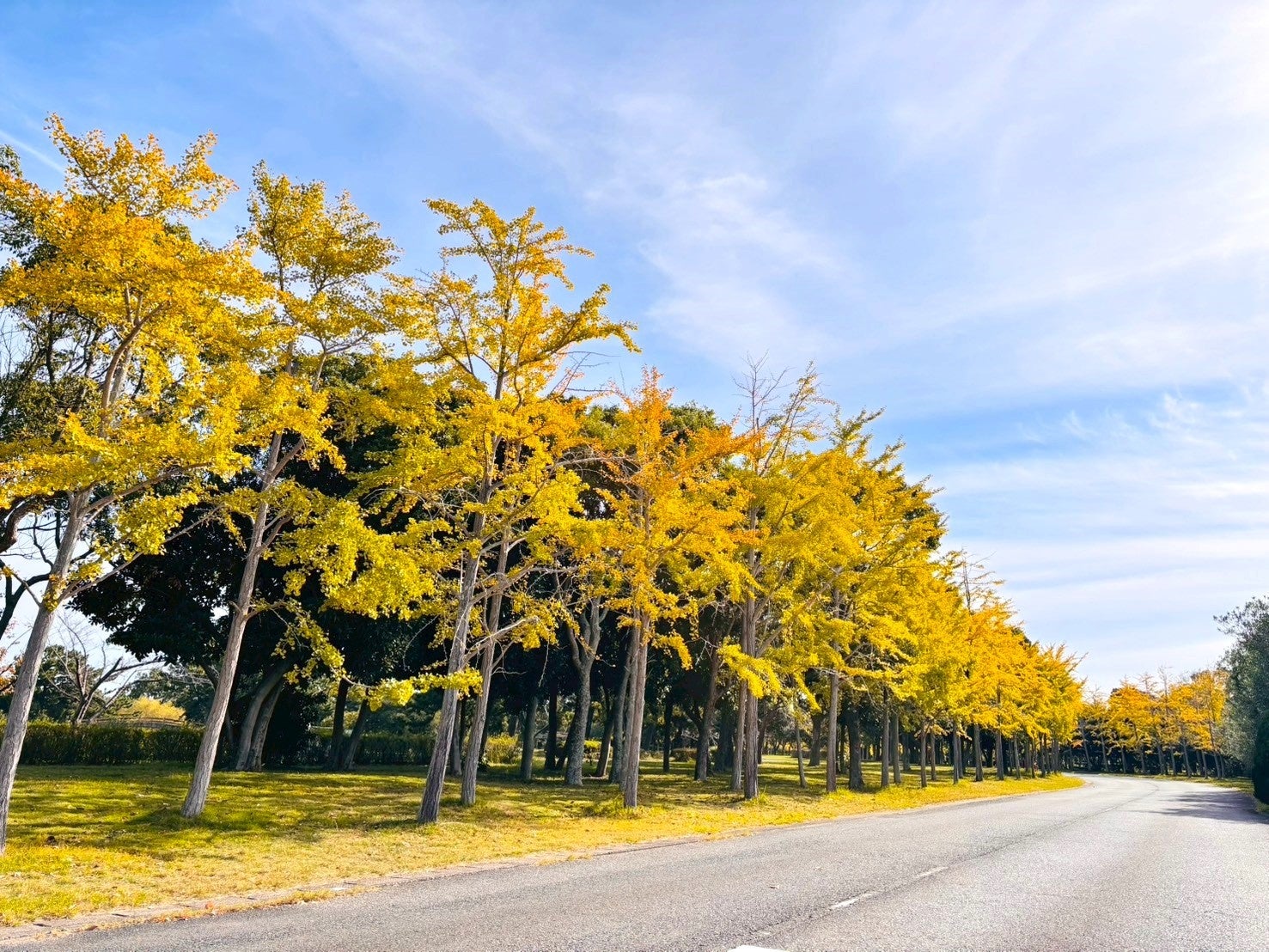 黄金色のイチョウ見頃【国営海の中道海浜公園】 | 一般財団法人 公園